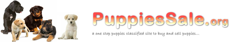 Puppies for sale